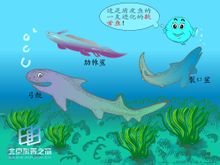 Elasmobranch