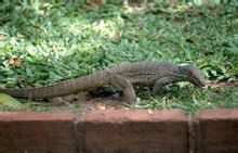 Bengal biawak