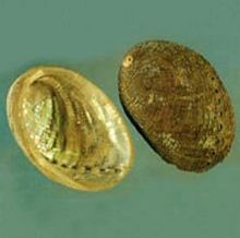 Abalone abalone