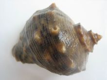 Pulse venosa