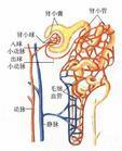 Azotemia