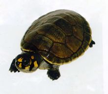 Chelonia