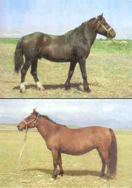 Yanqi Horses