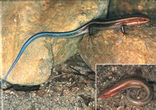 Skink Blue-tailed