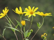 Wildflowers