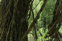 Cold hutan pinus yang beriklim