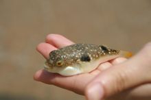 Anak Puffer