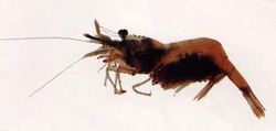 Udang genus