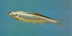 Gualinpiaoyu