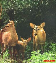 Ba Island Deer