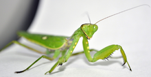 Big mantis