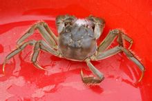 Kepiting