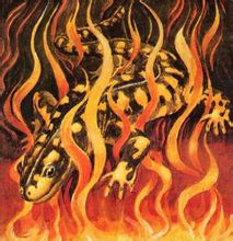 Salamander: wizard mitos