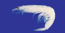 Udang Cina