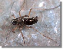 Salju scorpionflies Cabang