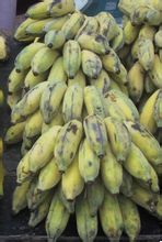 Musa