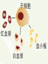 Sel-sel induk hematopoietik