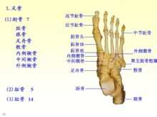 Tulang kaki