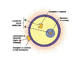 Reseptor estrogen