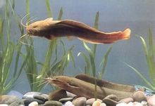 Clarias