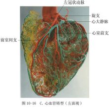 Kardiovaskular