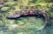 Salamander