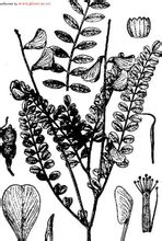Safflower Hedysarum