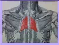 Otot rhomboid Besar