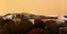 Sungai Xiangjiang ular ikan kecil