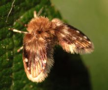 Lacewing kupu Cabang