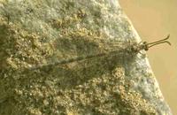 Semut lacewing Cabang