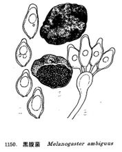 Trichocomataceae perut