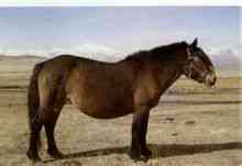 Xinjiang keledai
