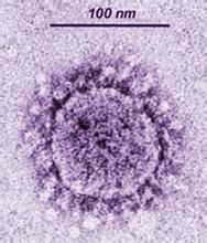 Coronavirus