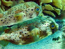 Kepala ikan puffer