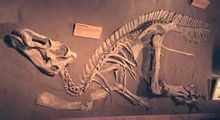 Aidemengtuo Naga
