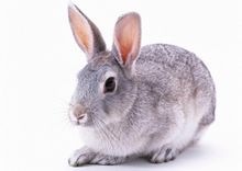 Chinchilla