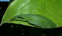 Bermaksud daun