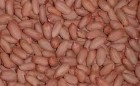Red peanut