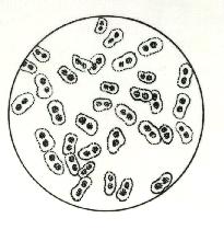 Pneumococcal