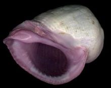 Purple karang mulut bekicot