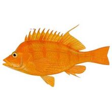 Goldfish Weng