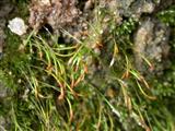 Panjang moss kapsul