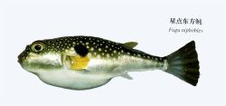 Bintang titik Puffer