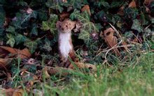 Ling Ferret