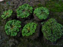 Uang Brassica