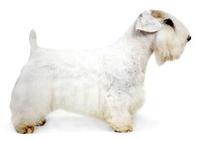 Han Barat Terrier