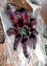 Minyak merah muda toe