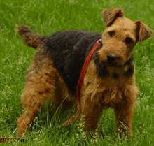 Airedale Terrier