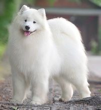 Samoyed